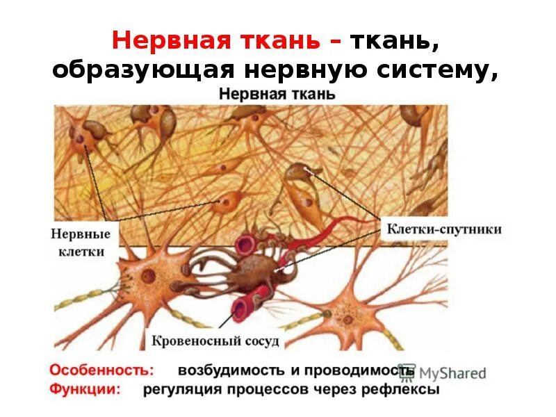 Как выглядит нервная клетка. Нервная ткань нейроны и. нервная ткань нейроны и нейроглия рисунок. нейроглия электронограмма. нервная система нейроны и нейроглия.