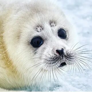 Қырылмаған есек фотосы