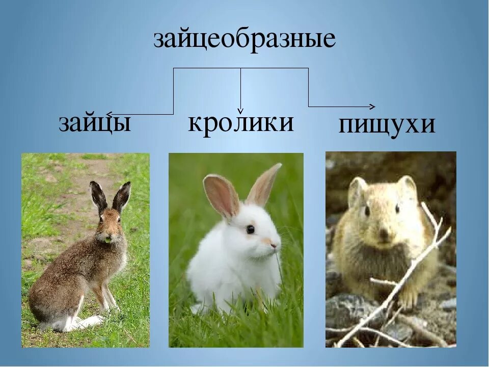 К какому классу относится кролик. Отряд зайцеобразные семейство заячьи. Отряд зайцеобразные (Lagomorpha).. Отряды млекопитающих зайцеобразные. Отряд зайцеобразные кролики.