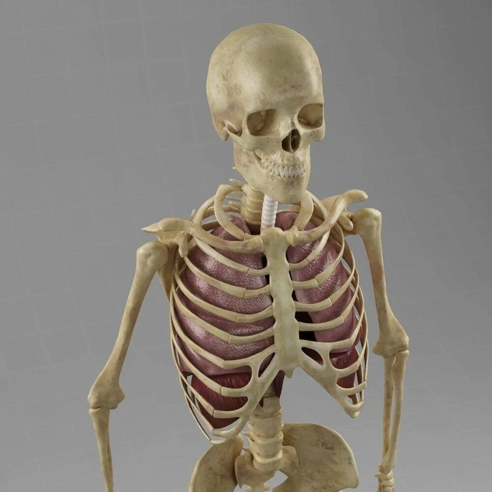 Скелет человека легкие. Скелет человека с легкими. Скелет 3д.