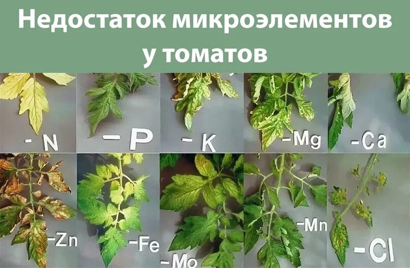 Томаты нехватка микроэлементов фото. Нехватка микроэлементов у томатов. симптомы нехватки микроэлементов у томатов. таблица недостатка микроэлементов у томатов. недостаток микроэлементов на листьях томатов.