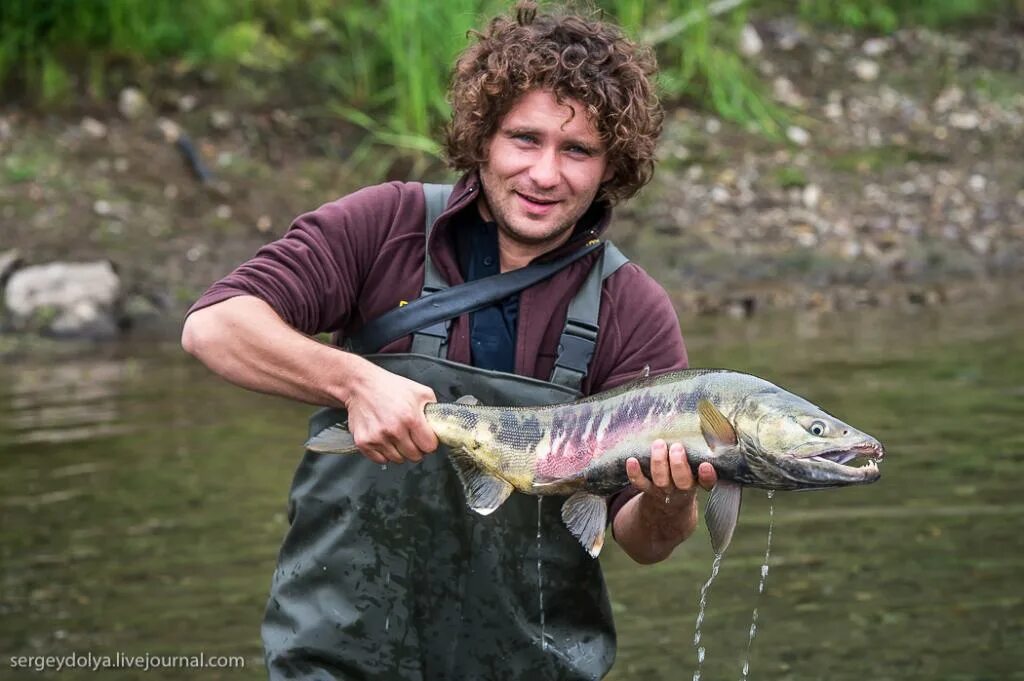 Дикий лосось камчатки. Дикий лосось камчатки. Нерест лосося. Камчатский рыбный завод. Чавыча дикий лосось.