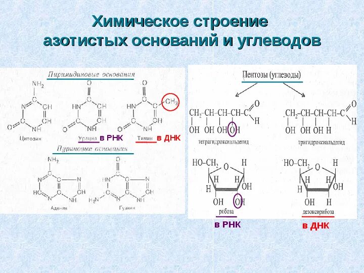 Соответствие азотистых оснований рнк. Строение азотистых оснований днк и рнк. химическая структура рнк. химическая структура азотистого основания. химическое строение и структура рнк.