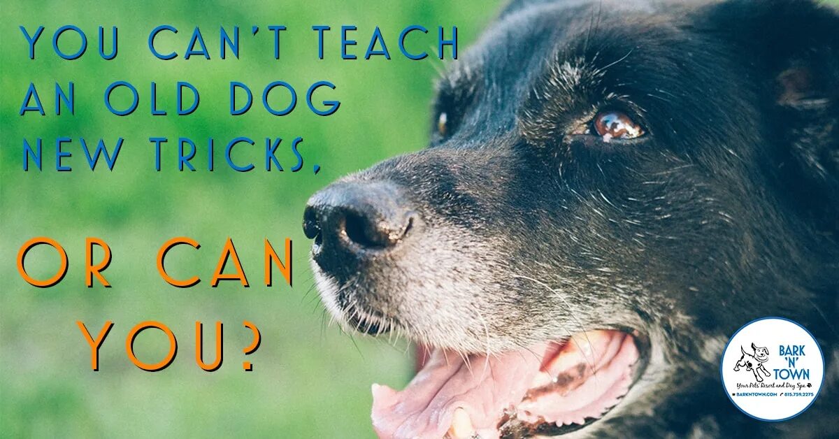 You can t teach an old Dog New Tricks. Teach an old Dog New Tricks. Teach an old Dog New Tricks идиома перевод. Идиомы на английском you can't teach an old Dog New Tricks.