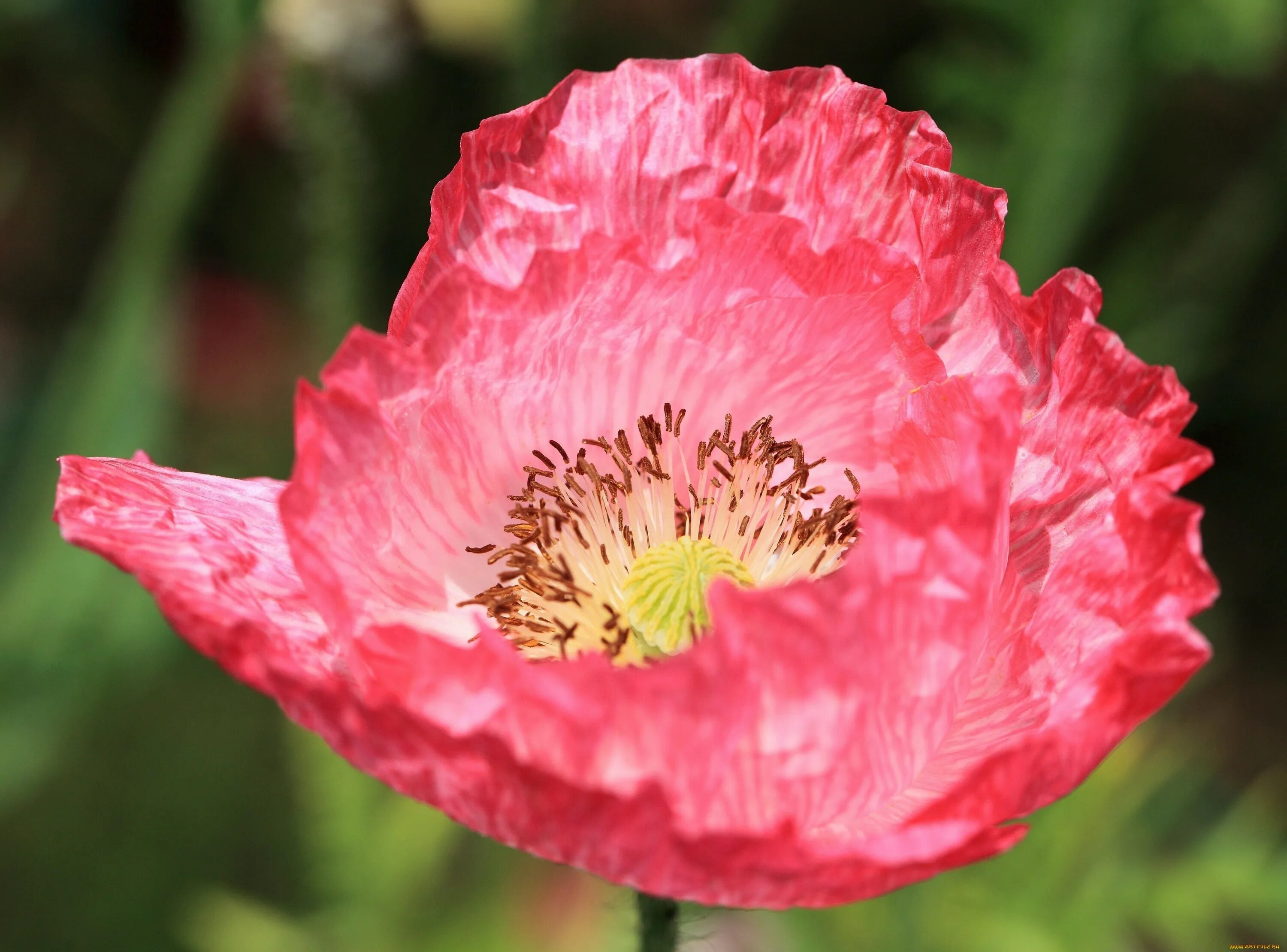 Papaver rhoeas Ширли. Мак самосейка Ширли. Мак Papaver розовый. Мак Сибирский. Розовый мак 2