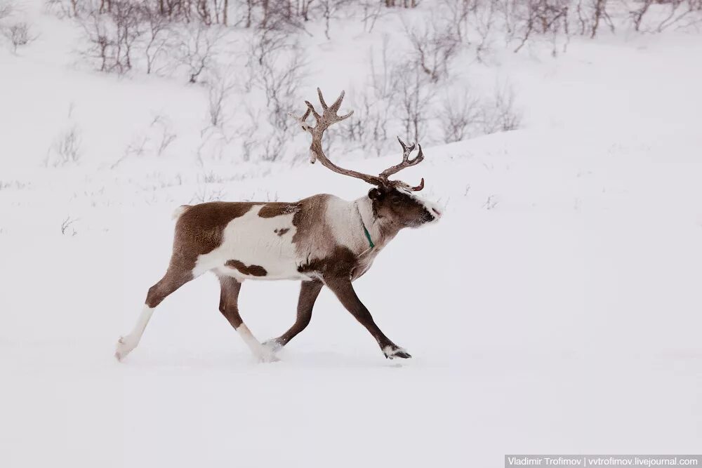 средняя скорость оленя км/ч. какую скорость развивает олень. скорость оленя. масса северного оленя. скорость северного оленя км/ч.