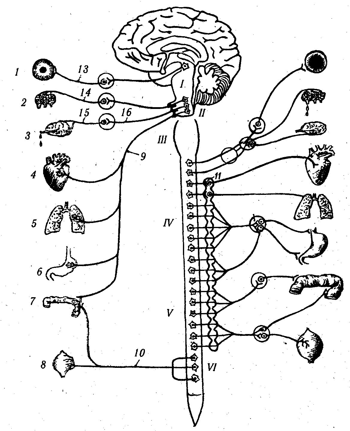Работа симпатического нерва. Вегетативная нервная система ВНС. Симпатическая нервная система человека схема. Вегетативная нервная система схема. Вегетативная нервная система анатомия схема.