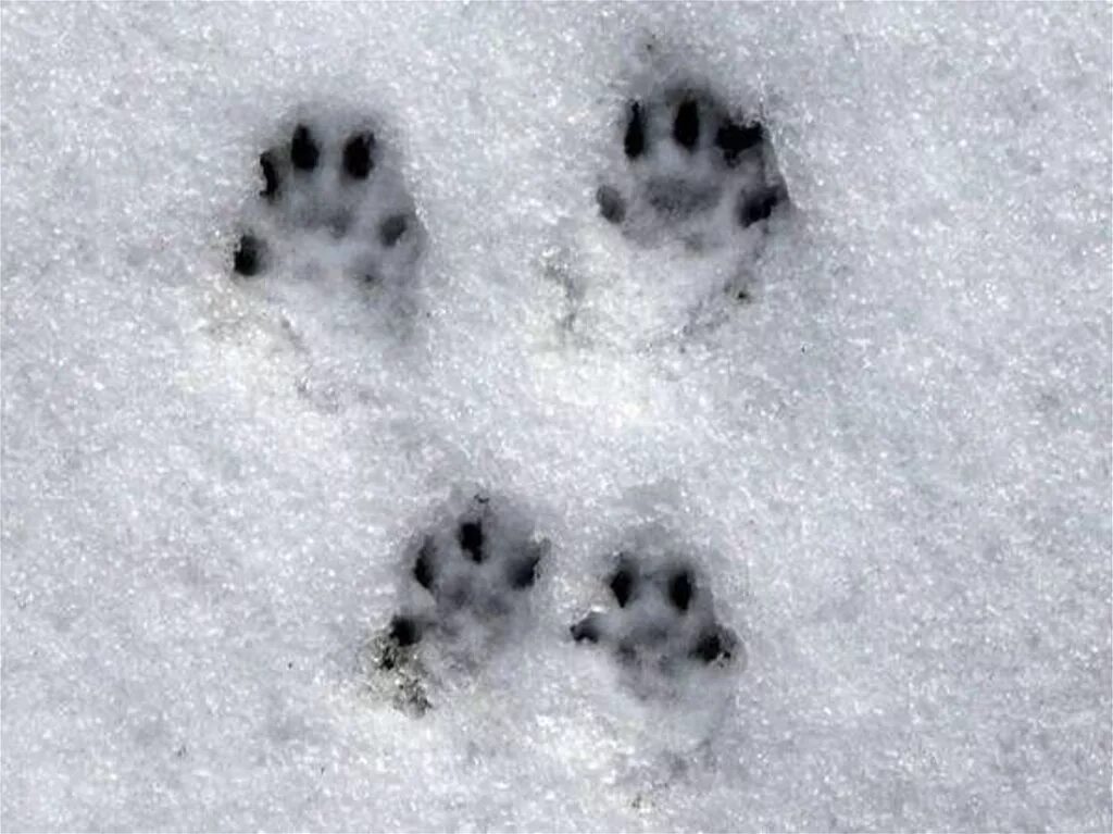 беличьи следы на снегу. следы белки на снегу. следы белки на снегу. следы белки на снегу зимой. беличьи следы на снегу.