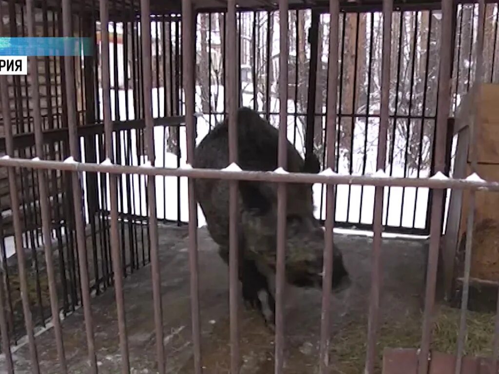 Кабаны в зоопарке. Зоопарк Абзаково кабан. Кабан в зоопарке. Башкирский зоопарк. Жизнь кабана в зоопарке.