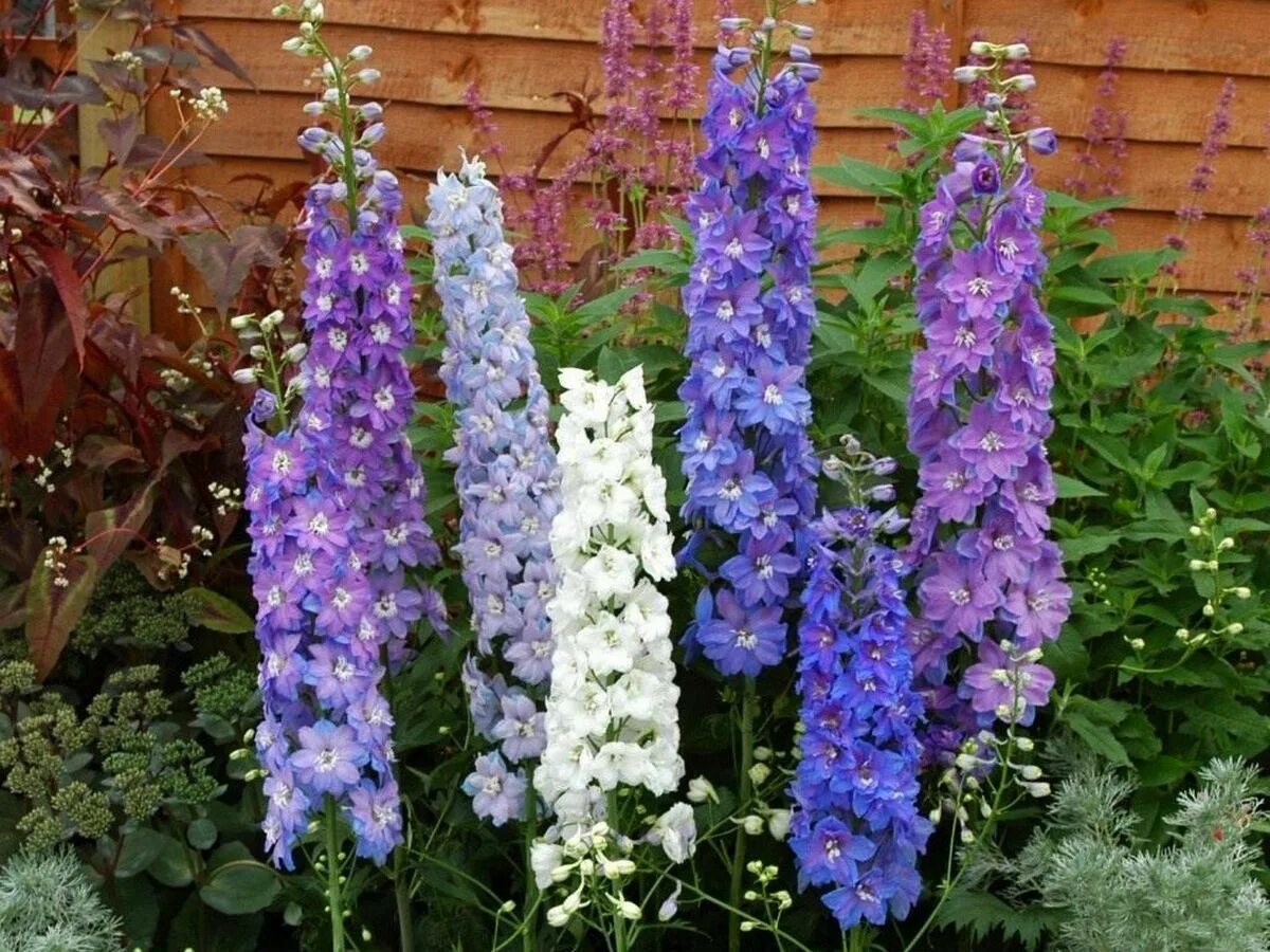 Дельфиниум гибридный. Дельфиниум и люпин отличия. Дельфиниум. Дельфиниум живокость шпорник. Дельфиниум.