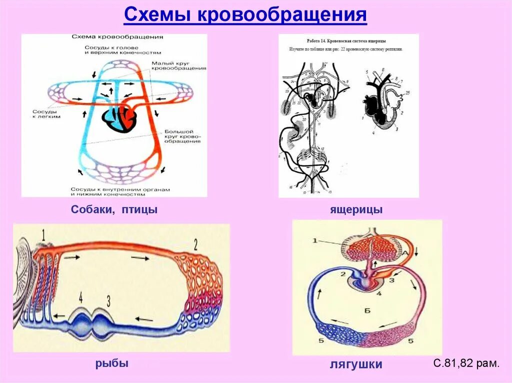 Схема кровообращения животных. Схема кровообращения собаки. схемы кровообращения позвоночных. схемы кровообращения беспозвоночных. транспорт веществ у беспозвоночных животных.