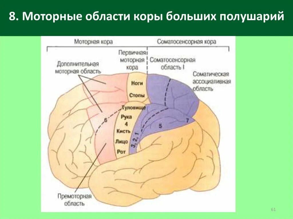 Двигательная зона коры больших