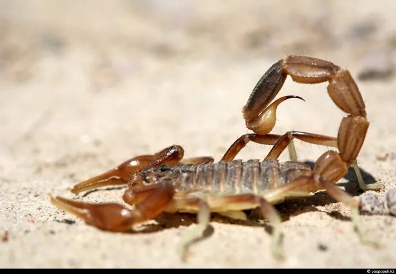 Итальянский скорпион euscorpius italicus. Мегрельский скорпион. Кавказский скорпион. Стрипедтальский скорпион. Кавказский скорпион.
