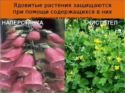Как защищать растения