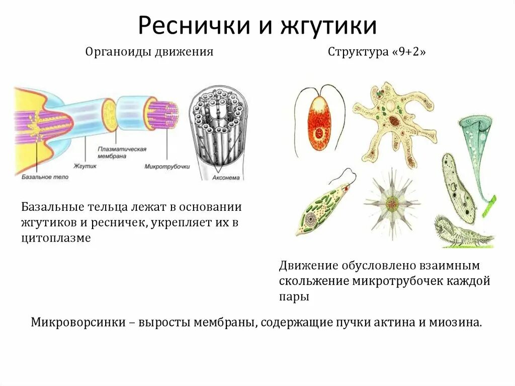 Органеллы передвижения. Строение жгутиков и ресничек формула. Органоиды движения реснички и жгутики. Органоиды движения реснички строение. Органоиды движения: жгутики, реснички функции.