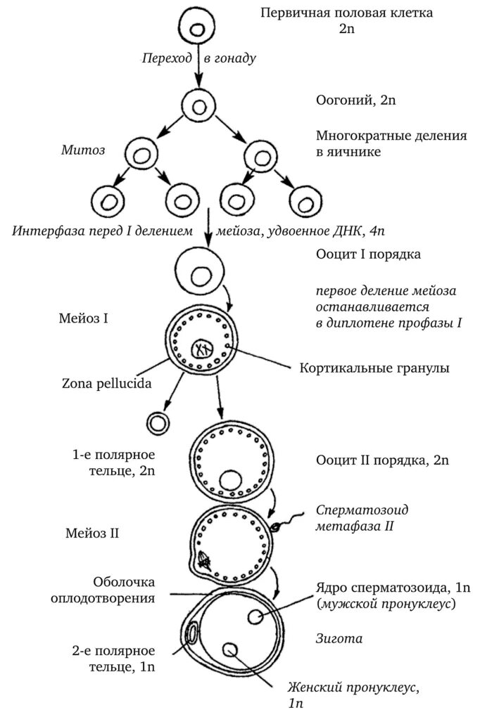 Б образуются направительные клетки. Оогенез гистология. Схема процесса овогенеза. Оогенез фаза созревания. Овогенез эмбриология.