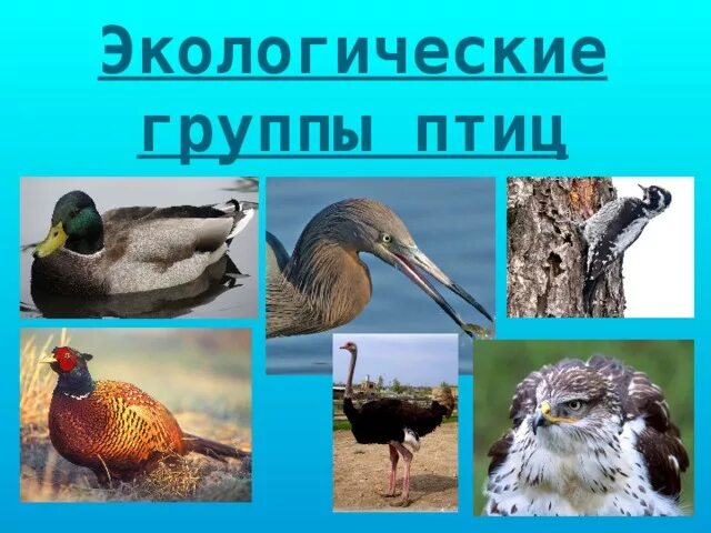 Установите соответствие экологических групп птиц. Экологические группы птиц. птицы экологические группы птиц. экологическая группа птицы леса. представители экологических групп птиц.