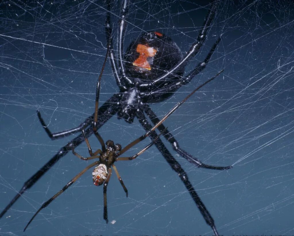 У какого паука черная паутина. Чёрная вдова паук самец. Чёрная вдова паук самка. Самка каракурта чёрная вдова. Паутина каракурта.