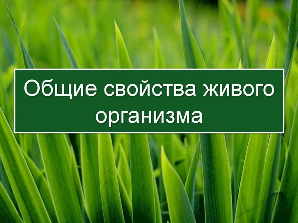 Свойства живых организмов 9 свойств. Общие свойства живого. Основные свойства живых организмов. Свойства живых организмов 9 класс. Свойства живых организмов 7 класс.