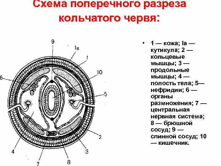 В целом на рисунке 1. Схема поперечного среза червя. Схема поперечного разреза кольчатого червя. Поперечный срез тела дождевого червя схема. Схема поперечный разрез олигохеты.