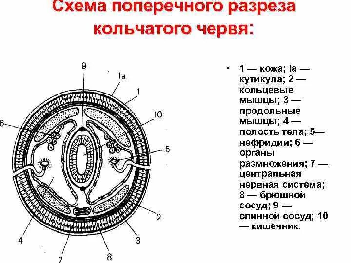 Полость тела не разделена перегородками. Схема поперечного среза червя. Строение поперечного среза червя. Схема поперечного разреза кольчатого червя. Поперечный срез кольчатого червя схема.