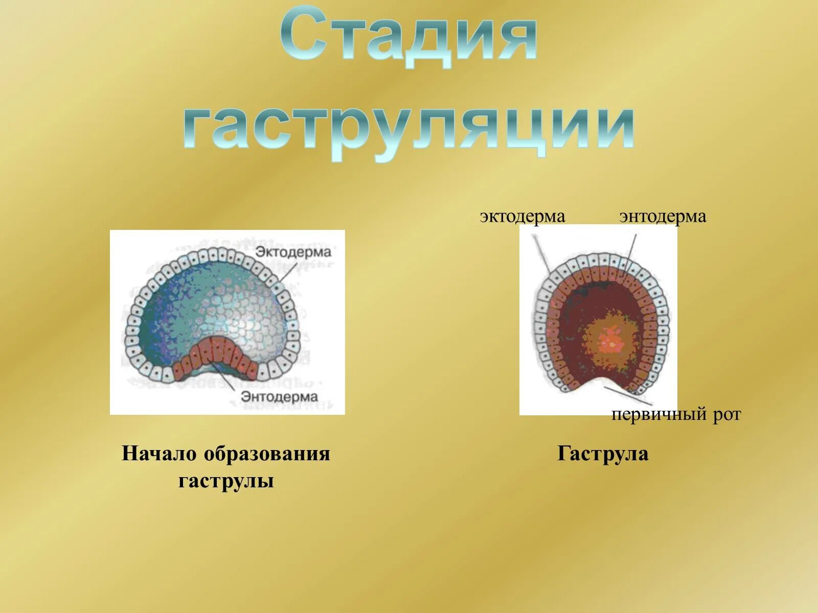 Образование эктодермы