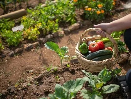 Повышает урожайность растений