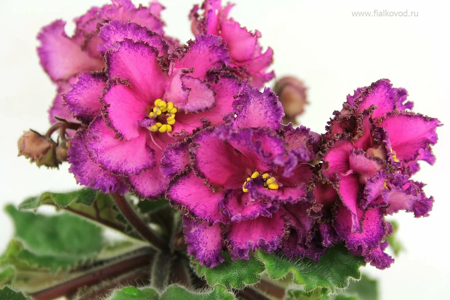 Сенполия ав роскошь. Сорт фиалки ав роскошь. Сенполия ав роскошь. Фиалка сорт роскошь. Фиалка ав роскошь.