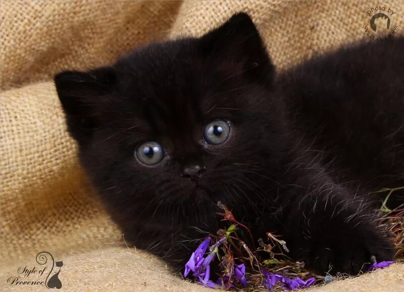 черный котик с голубыми глазами. самый красивый черный котенок. американский керл котята черные. маленький черный котенок. бомбейская кошка длинношерстная.