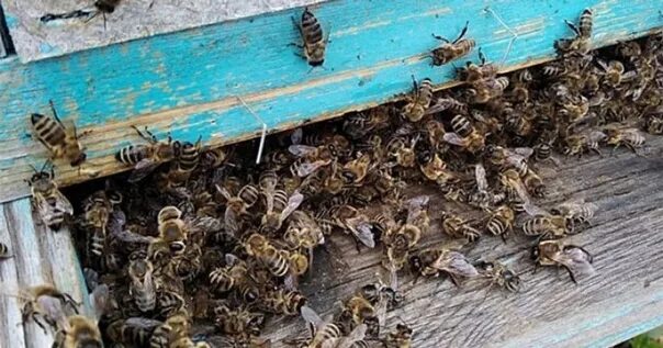 Пчелы гибнут. Массовая гибель пчел. Пчелы пасека.