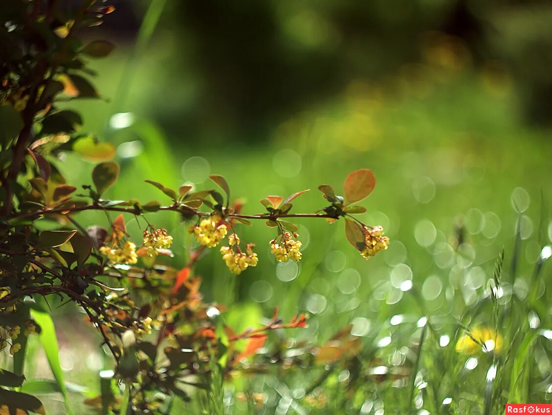 расфокус видео