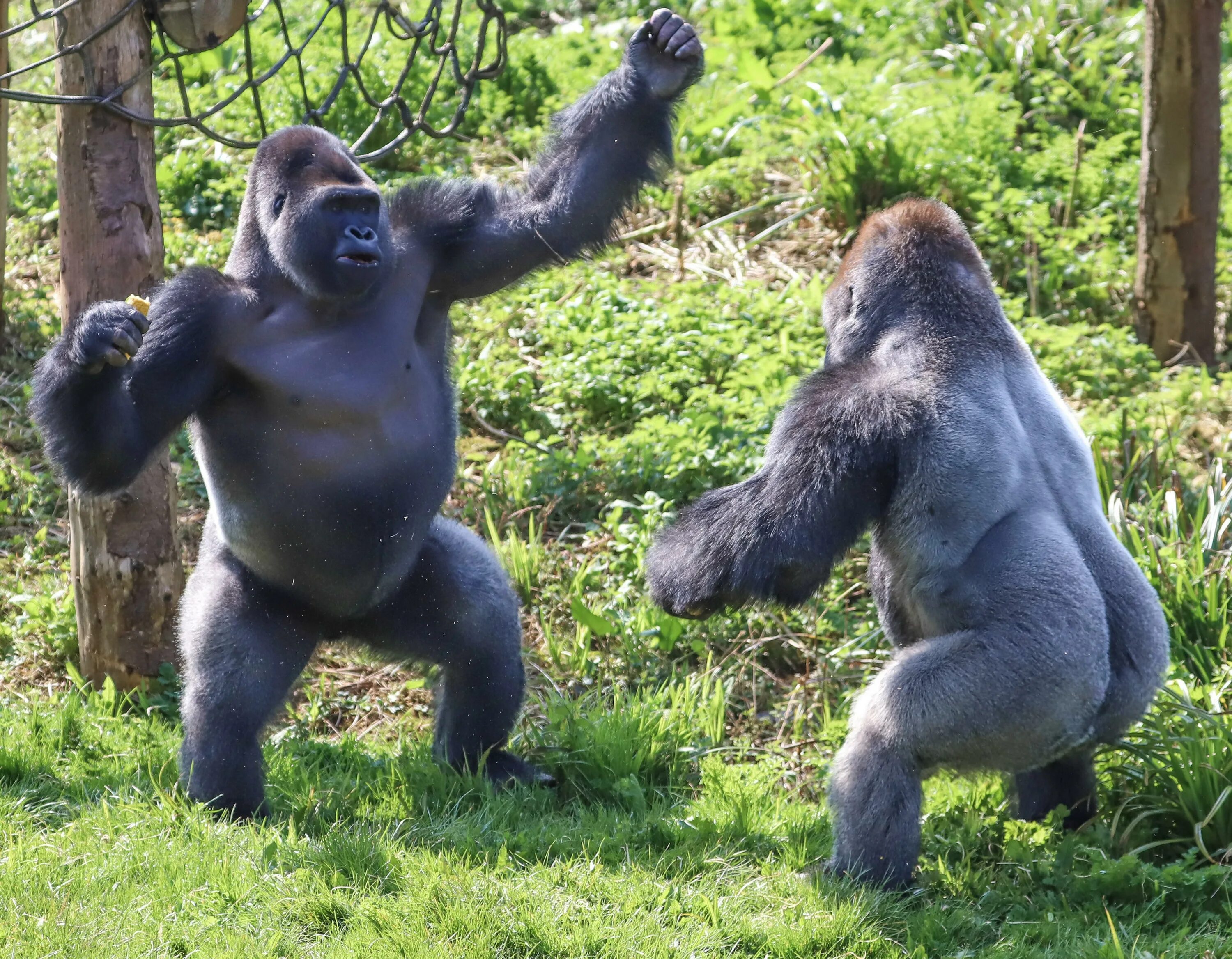 Сколько стоит горилла. Сильвербэк горилла. Гиббон горилла. Шимпанзе, горилла, орангутанг, Гиббон. Горилла, самец.