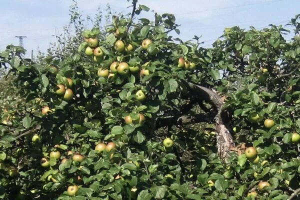 Яблоня "Инарид" (Malus "Inarid"). Компания "Мика"
