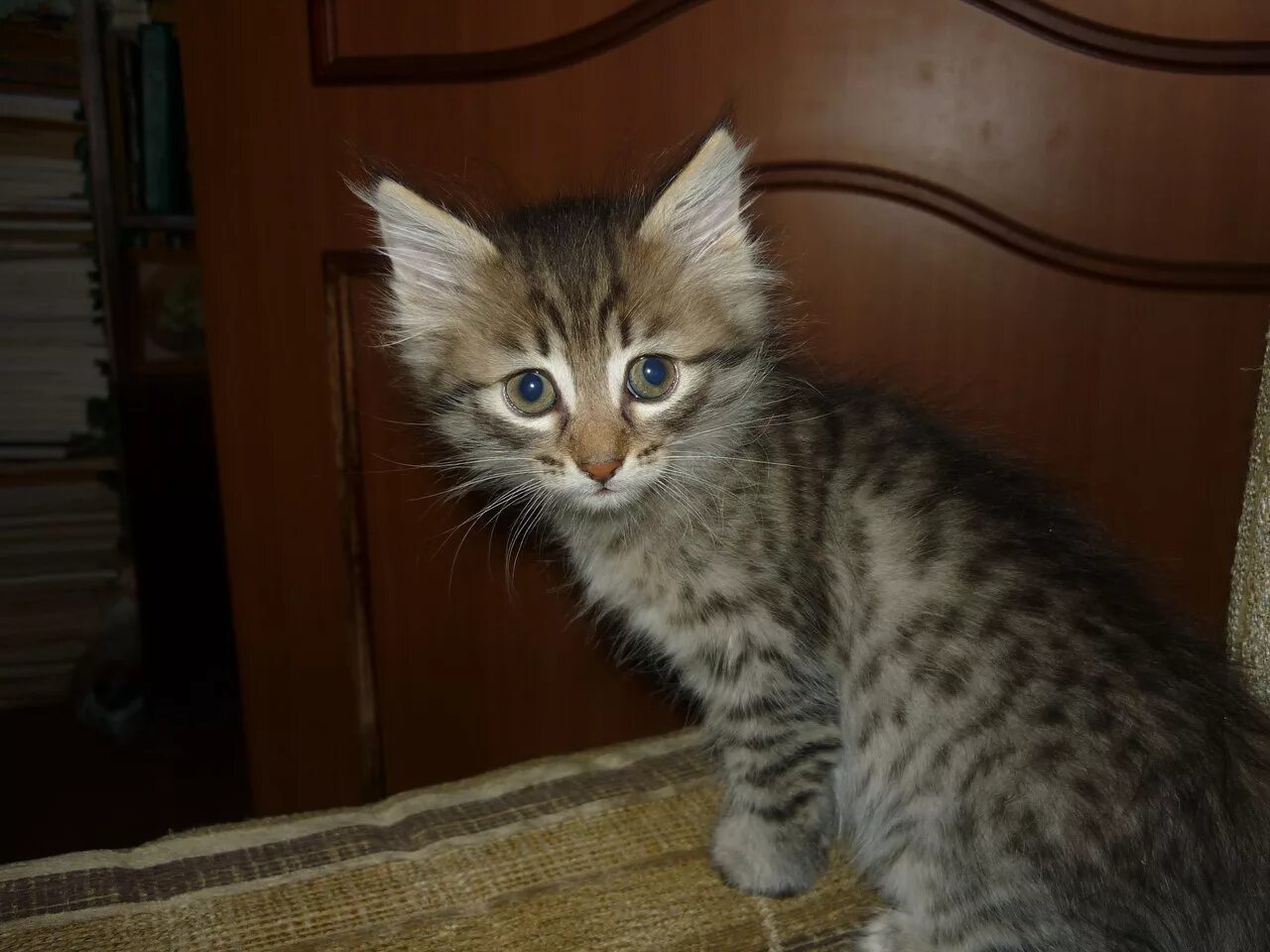 Как выглядит котенок в 3 месяца. Котенок 3 месяца. котёнок 3 месяца фото. 3 месячные котята. котенок 3,5 месяца.