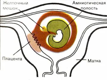 Прикрепление зародыша к стенке матки