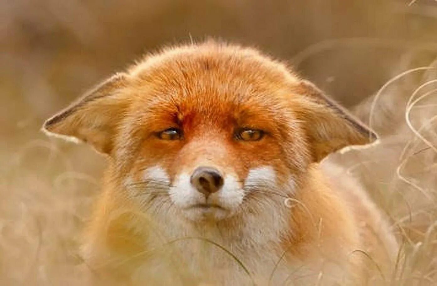 Грустный лисенок. Лиса плачет. Я не обиделась лиса. Лис обиделся. Лисичка обиделась.