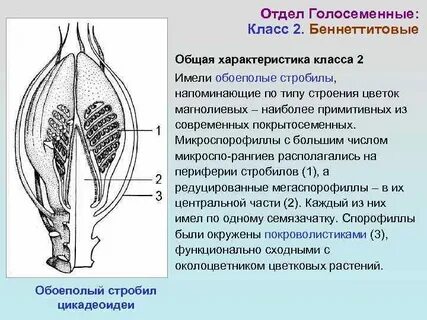 Где расположены семязачатки
