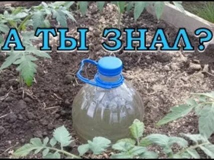 Из бутылки сделать капельный полив