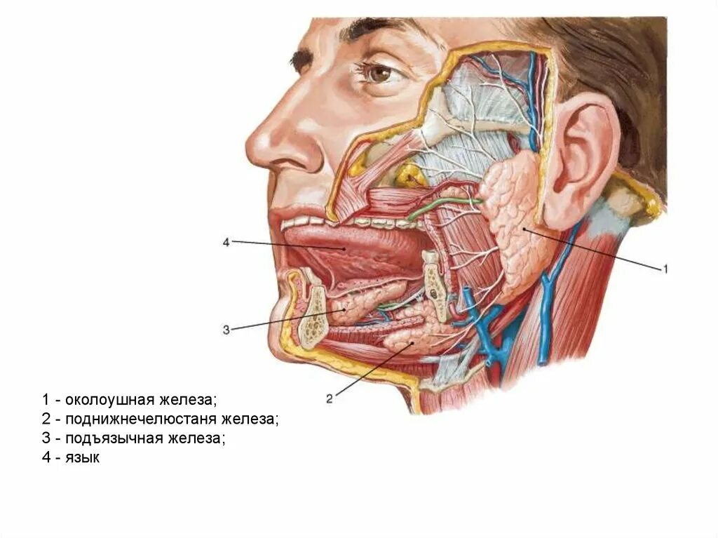 Околоушная слюнная железа анатомия. Проток околоушной железы анатомия. Поднижнечелюстная слюнная железа человека. Поднижнечелюстная слюнная железа анатомия. Околоушная железа нерв