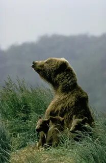 L ours