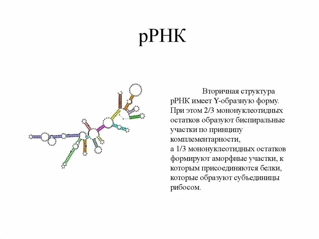 Структура и функции ТРНК МРНК РРНК биохимия. Структура рибосомальной РНК. Рибосомную РНК структура и функции. Структура рибосомы РРНК.