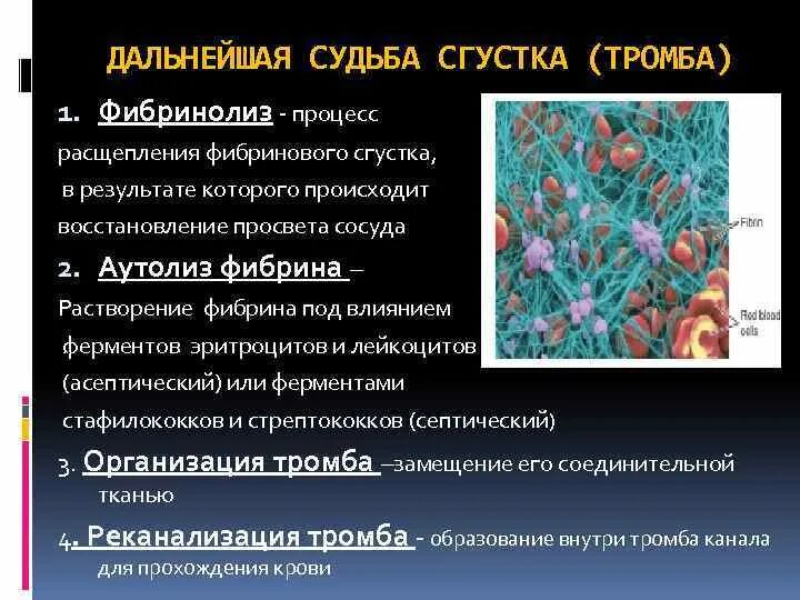 Образование фибринового тромба. Лизис фибринового сгустка. Процесс образования тромба. Процесс растворения тромба.