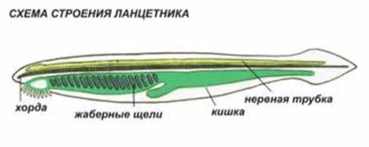 Тип нервной системы хордовых. Схема пищеварительной дыхательной системы ланцетника. строение хордовых ланцетник. дыхательная система ланцетника. схема строения нервной системы ланцетника.