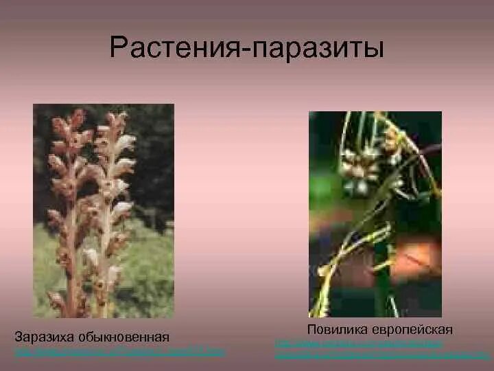 Паразитирующие растения примеры