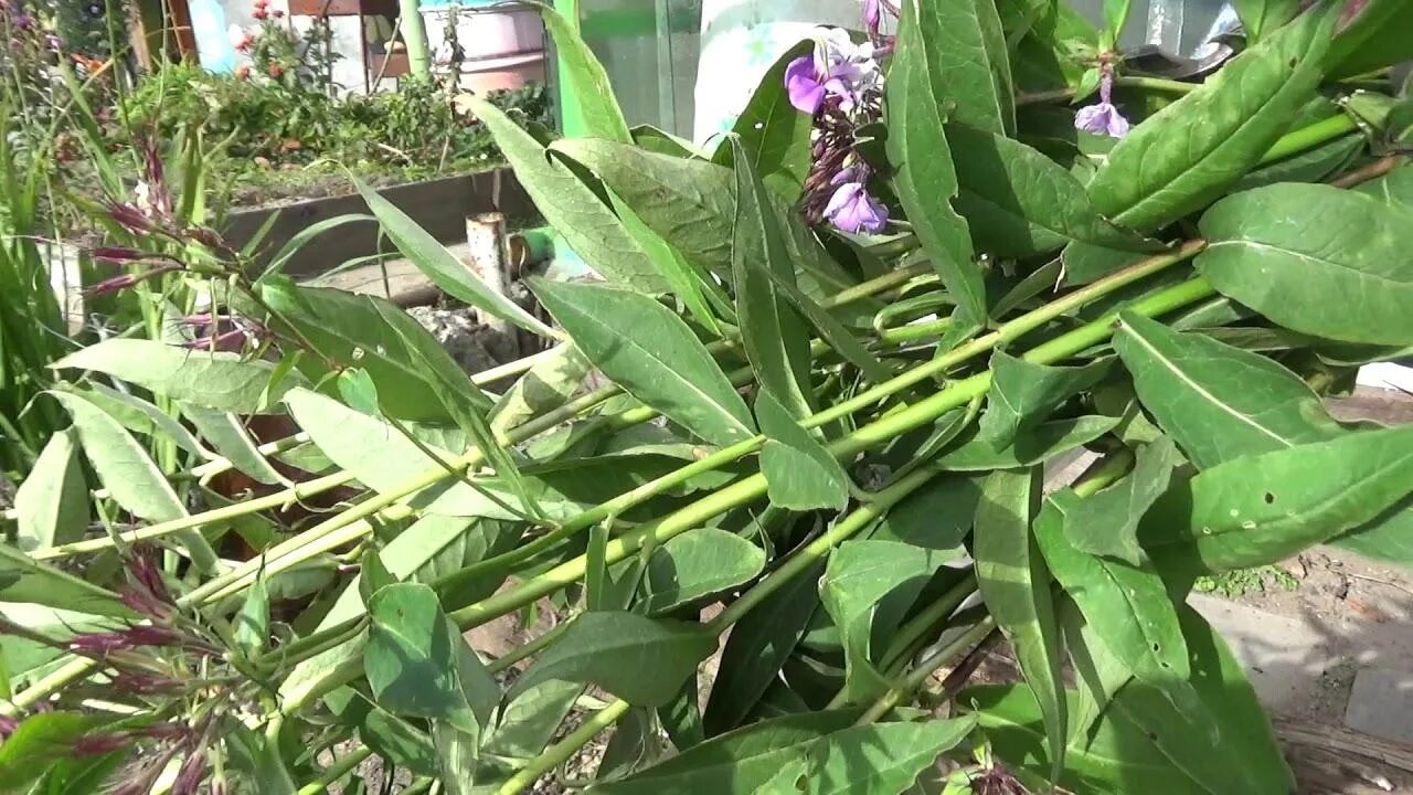 Кольцевая пятнистость флоксов. Вилт флоксов. Флоксы листья. Ржавчина септориоз флоксов. Пятнистость на флоксах.