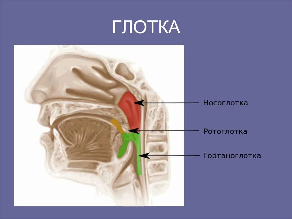 Отверстие носоглотки. Ротоглотка строение анатомия. Носоглотка ротоглотка гортаноглотка. Строение носоглотки и ротоглотки.