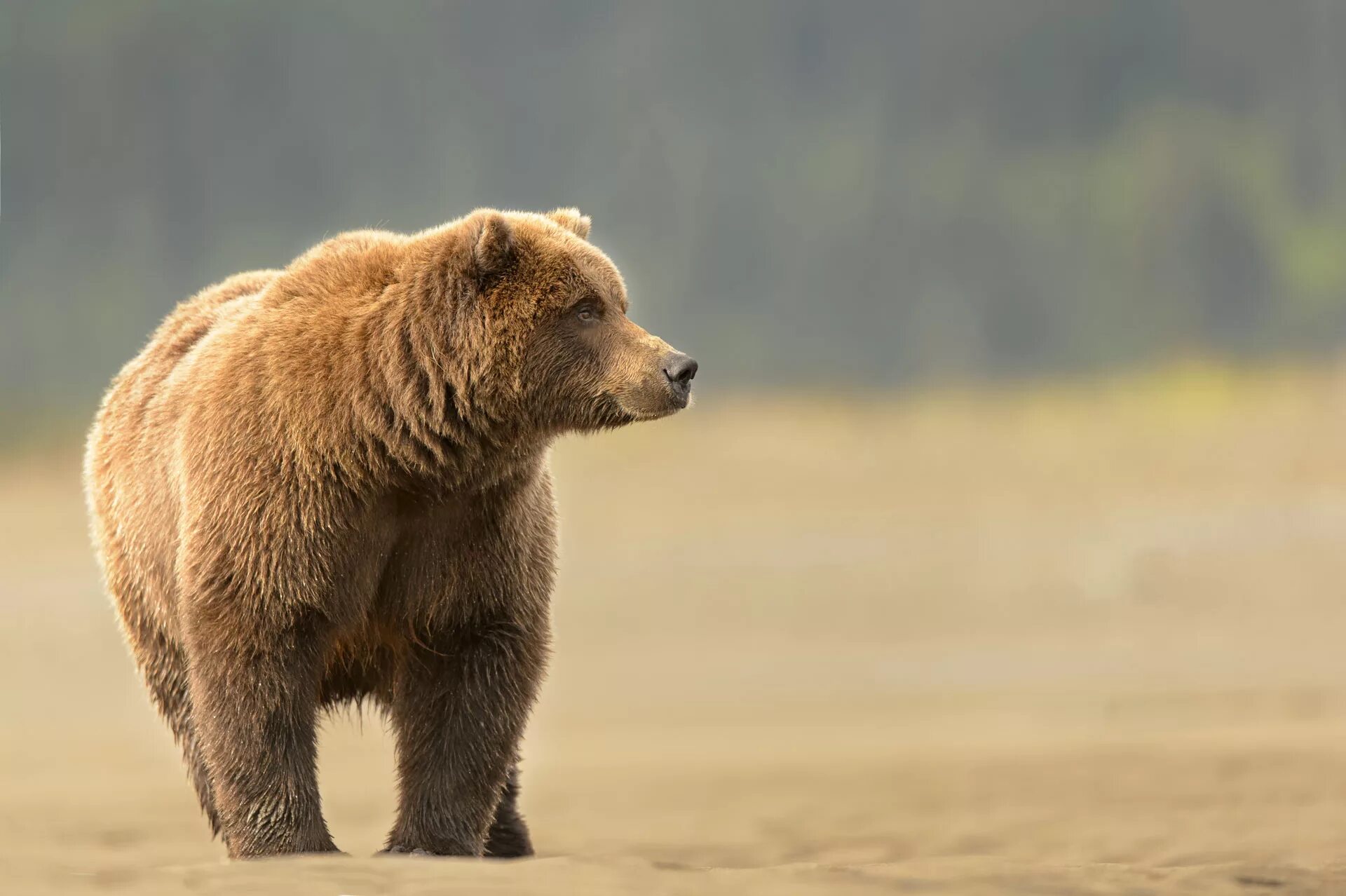 Bear stress. Калифорнийский бурый медведь. Bear stress. Медведь и полиция. Гризли и бурый медведь.