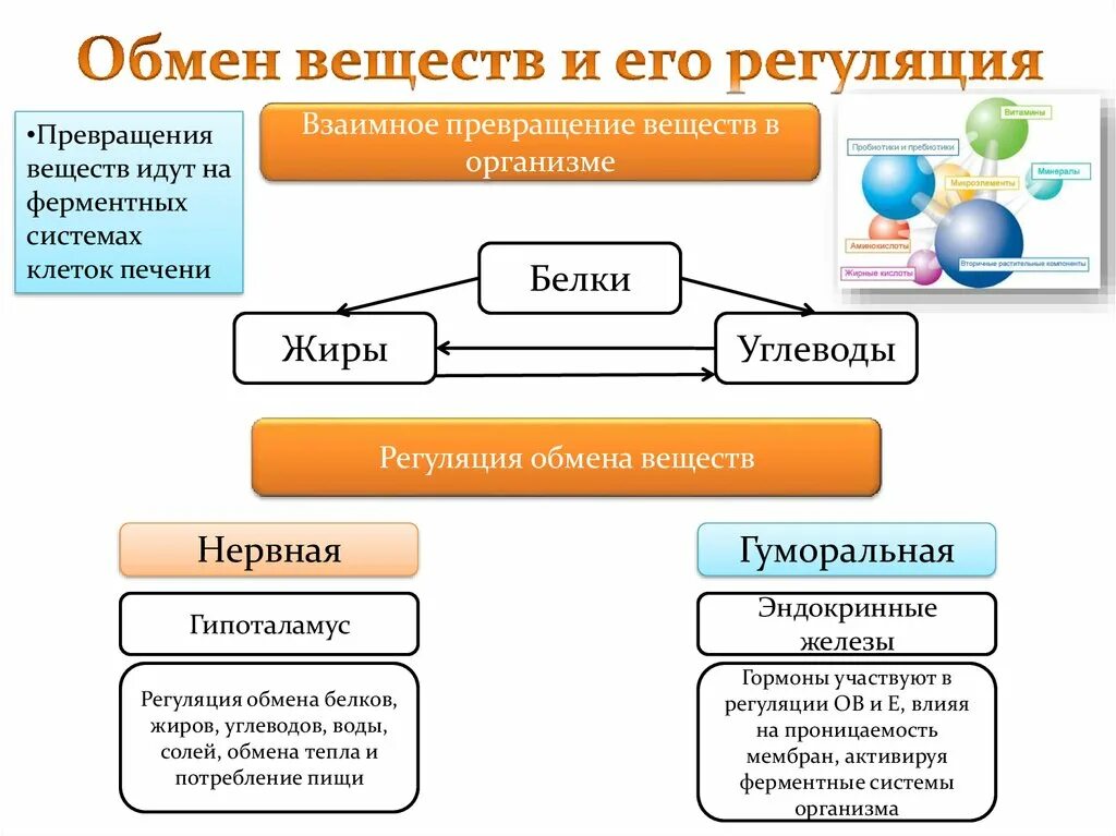 Белковый жировой и углеводный обмен. Схема превращения белков жиров углеводов в организме. Обмен веществ.основные процессы обмена веществ в организме.. Обмен веществ и энергии обменные процессы в организме. Обмен веществ в организме человека схема.