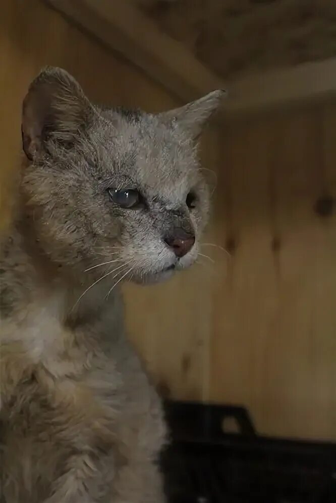 Приют для кошек томасина. Кошачий приют Томасина Иркутск. Томасина Юрга. Томасина фото. Ветеринарная клиника в Юрге Томасина.