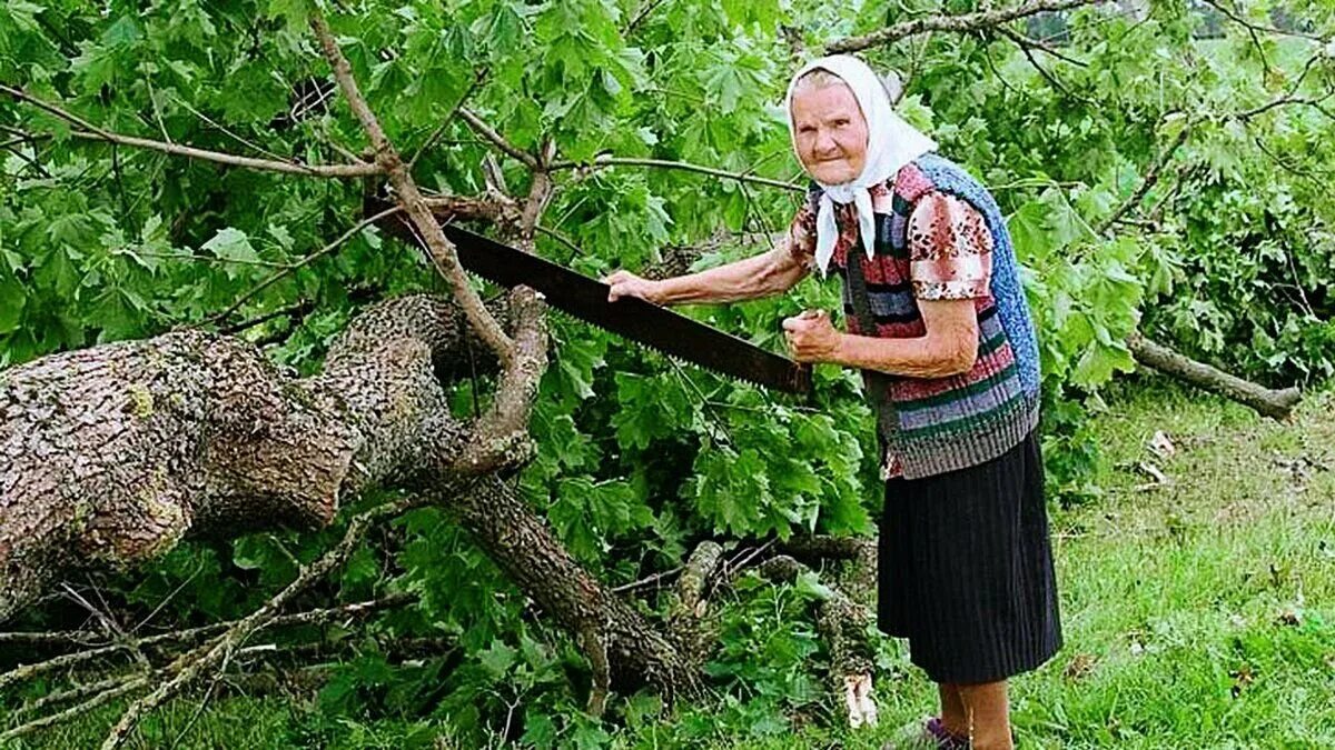На каком дереве собирают. Бабушка на дереве. бабуля на дереве. бабка и яблоня.